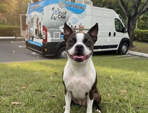 “Why Mobile Grooming Is Changing Pet Care Forever”